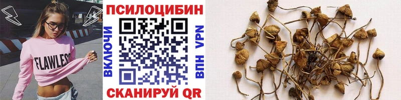 omg tor где продают наркотики Железногорск Галлюциногенные грибы Psilocybe